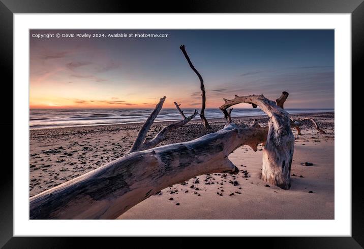 Fallen Trees on the Beach at Covehithe Framed Mounted Print by David Powley