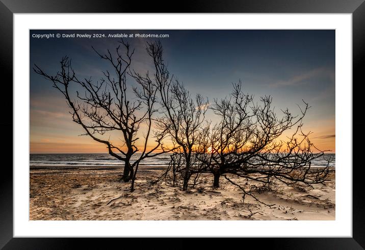Trees on the Beach at Sunrise Framed Mounted Print by David Powley