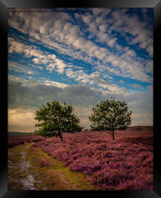 Heather on Roydon Common Framed Print by David Powley