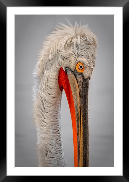 Dalmation Pelican Framed Mounted Print by Caroline Claye