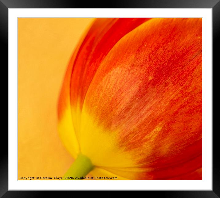Delicate Tulip Framed Mounted Print by Caroline Claye