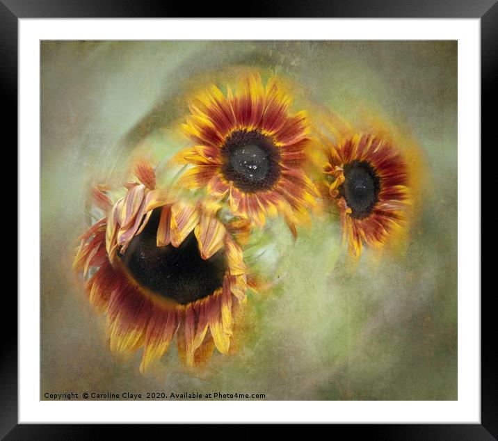 Sunflowers In A Spin Framed Mounted Print by Caroline Claye