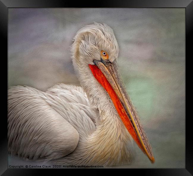 Portrait of a Pelican Framed Print by Caroline Claye