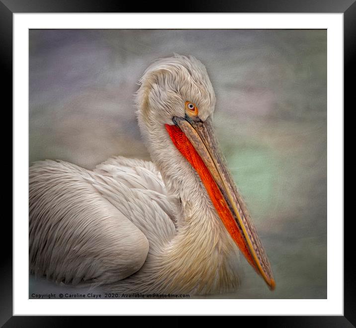 Portrait of a Pelican Framed Mounted Print by Caroline Claye