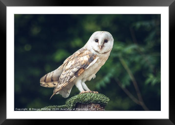 Bird of Prey Framed Mounted Print by Steven Webling