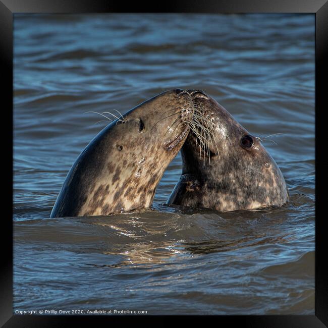 Seals...with a kiss Framed Print by Phillip Dove LRPS