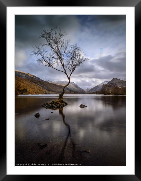 Lone Tree at Llyn Padarn, Snowdonia Framed Mounted Print by Phillip Dove LRPS