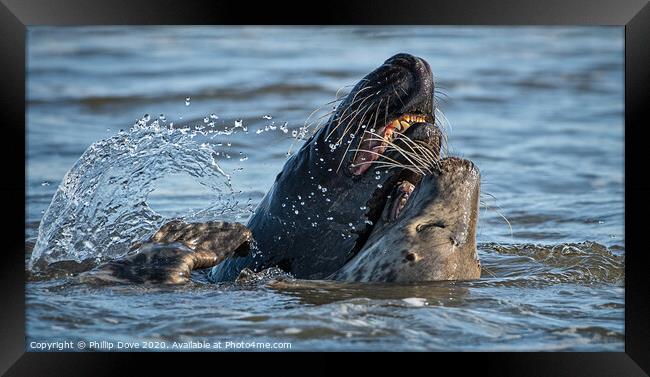 Grey Seals at play Framed Print by Phillip Dove LRPS