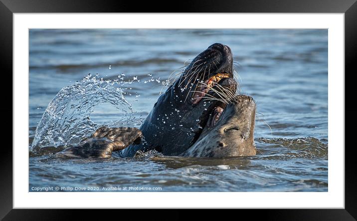 Grey Seals at play Framed Mounted Print by Phillip Dove LRPS