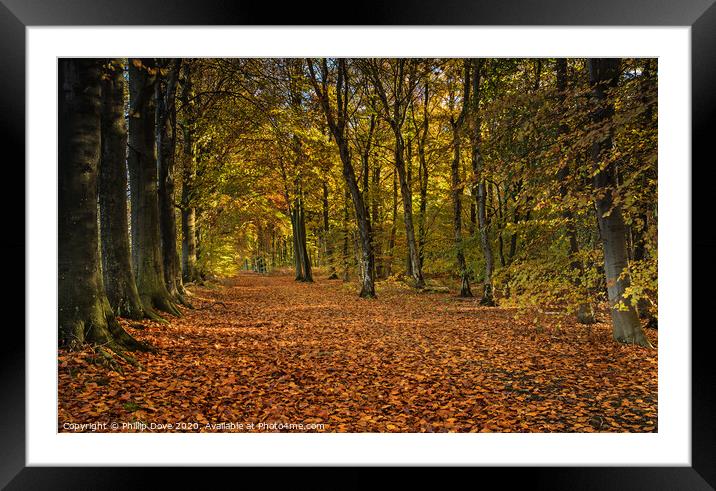 Autumn Woodland Framed Mounted Print by Phillip Dove LRPS