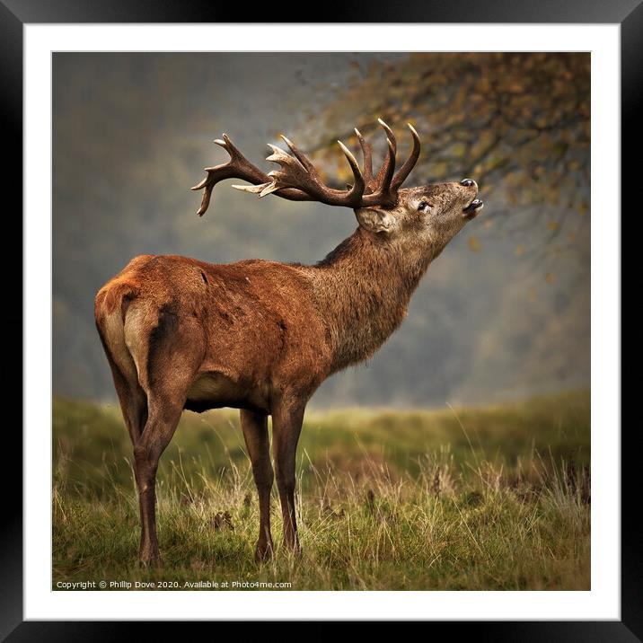 Rutting Stag calling Framed Mounted Print by Phillip Dove LRPS