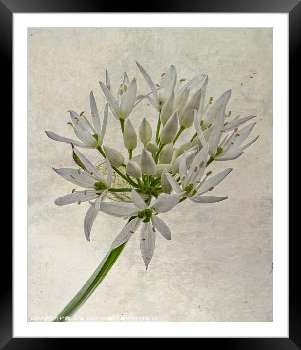 Wild Garlic Flower Framed Mounted Print by Phillip Dove LRPS