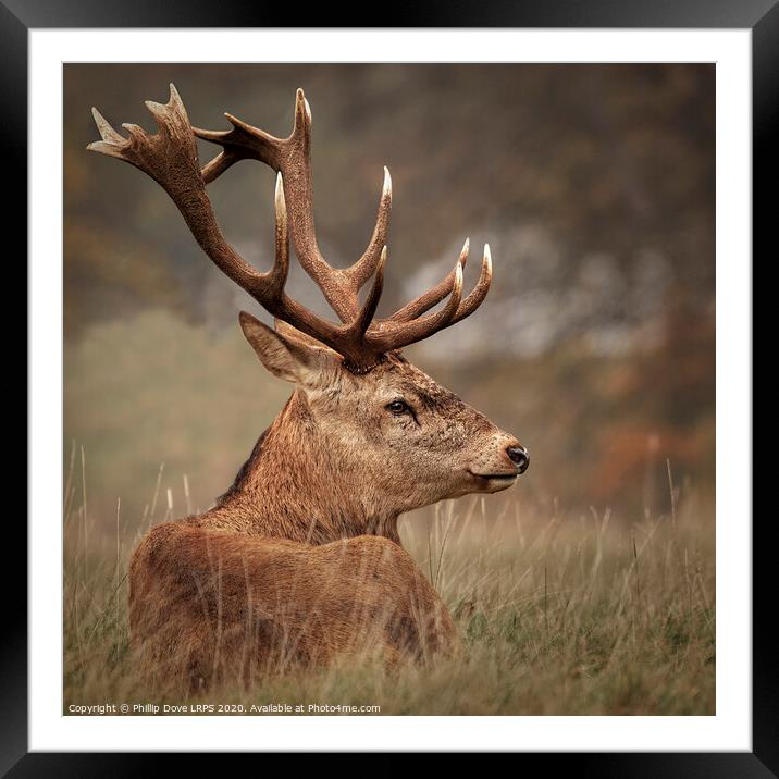 Red Stag resting Framed Mounted Print by Phillip Dove LRPS