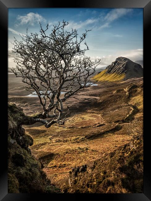 Quiraing hanging tree Framed Print by Phillip Dove LRPS