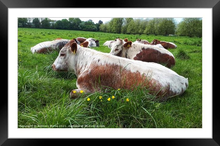 Lazy Cow Framed Mounted Print by Anthony Byrne