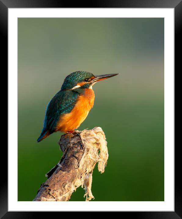 Kingfisher on perch Framed Mounted Print by Eddie Deane