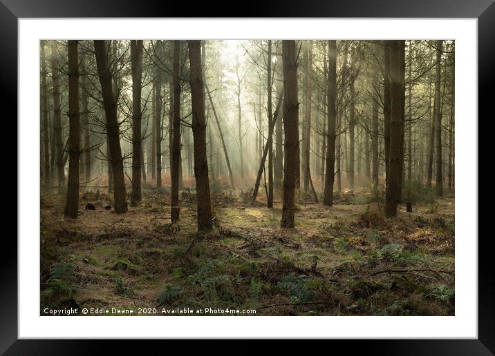 Forest mist Framed Mounted Print by Eddie Deane