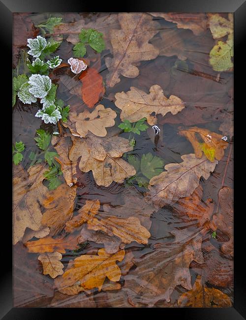 Frozen Autumn Leaves Framed Print by Andrew Bradshaw