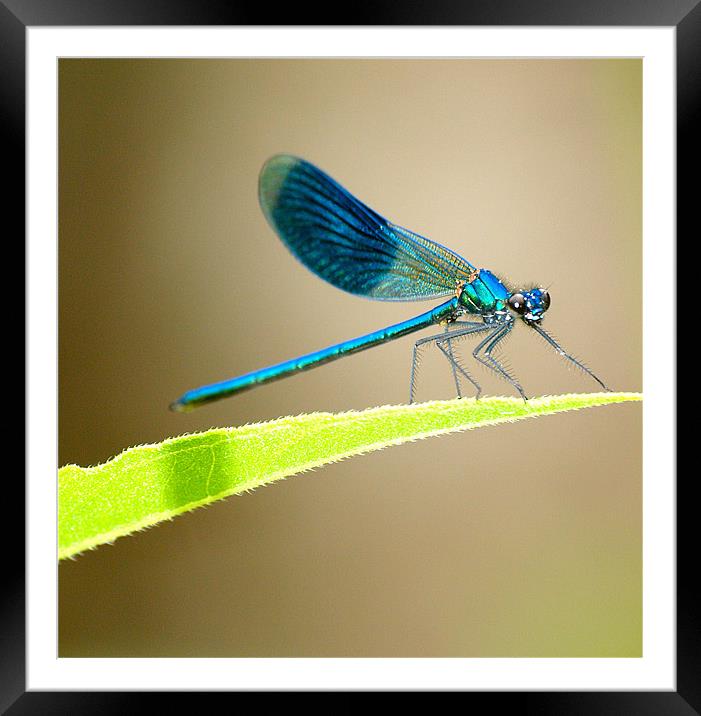 Blue Banded Damselfly Framed Mounted Print by Andrew Bradshaw