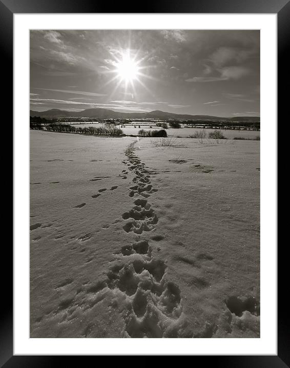 Animal tracks Framed Mounted Print by Andrew Bradshaw