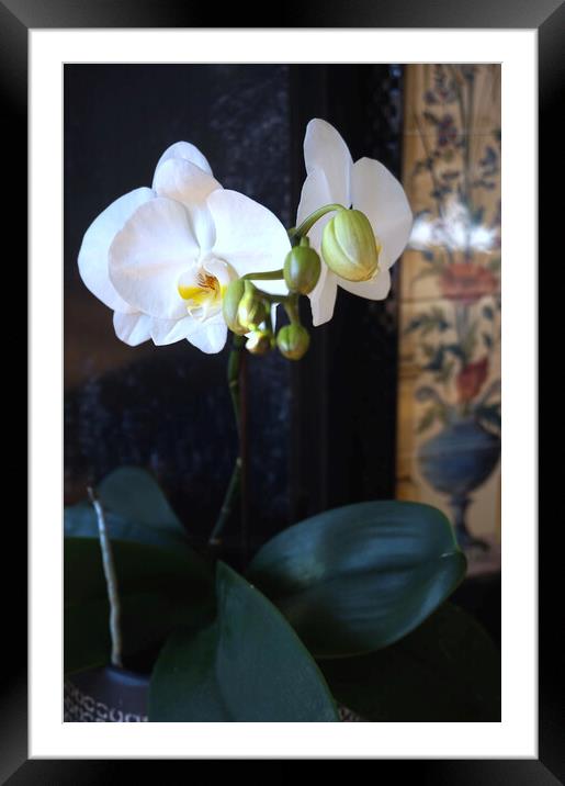 Orchid flowers blooming Framed Mounted Print by Theo Spanellis