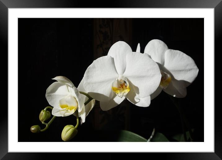Blooming orchid in the sun Framed Mounted Print by Theo Spanellis