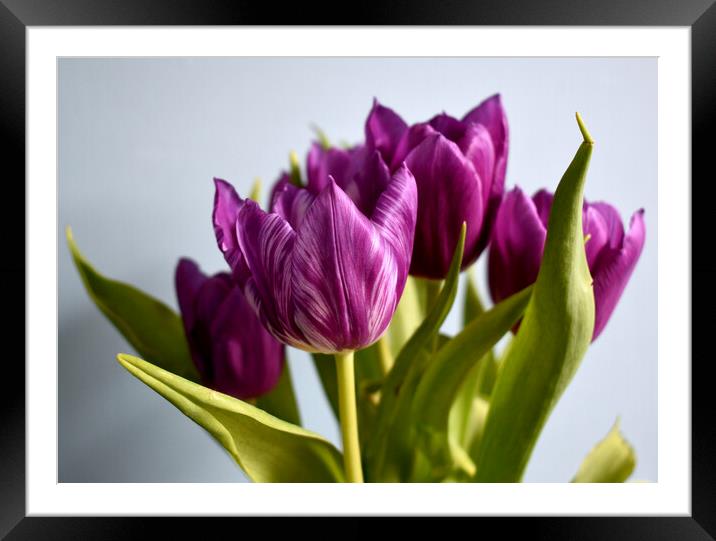 Purple tulips with white stripes Framed Mounted Print by Theo Spanellis