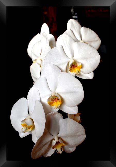 Orchid white flowers Framed Print by Theo Spanellis