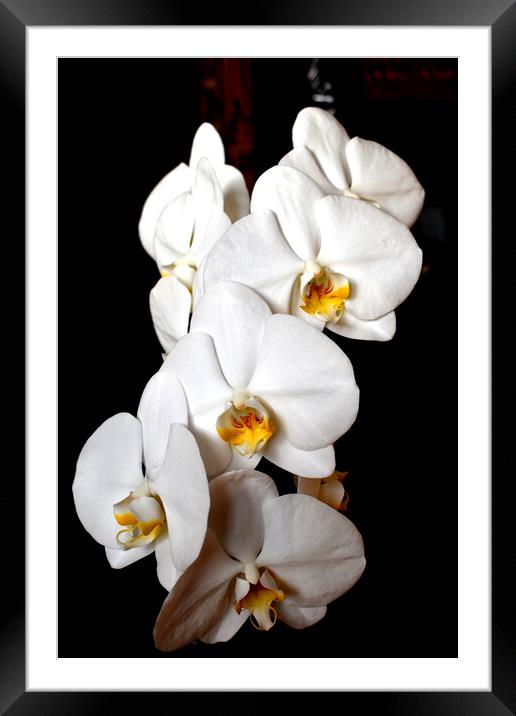 Orchid white flowers Framed Mounted Print by Theo Spanellis