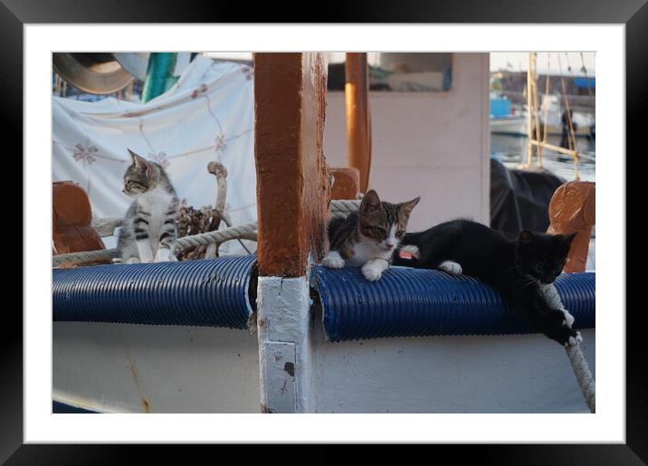 Kittens on a boat Framed Mounted Print by Theo Spanellis