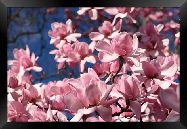 Pink magnolia flowers Framed Print by Theo Spanellis