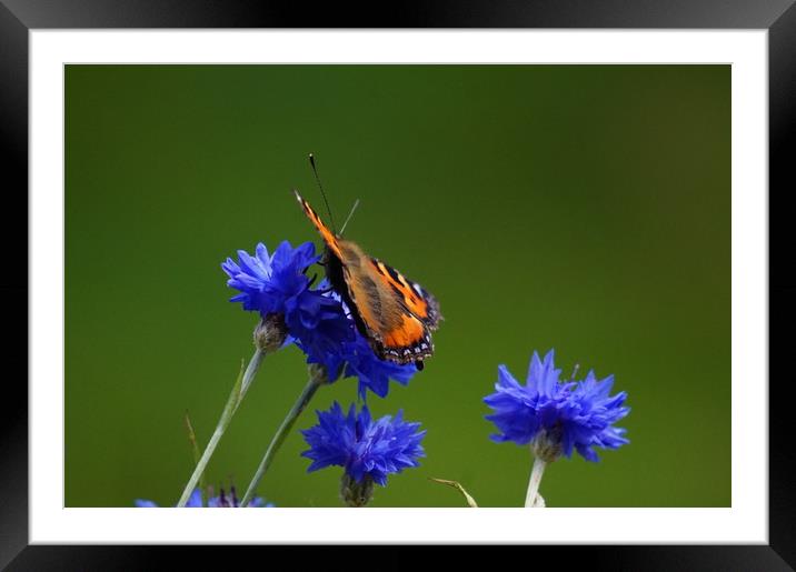 Orange butterfly on blue flowers Framed Mounted Print by Theo Spanellis