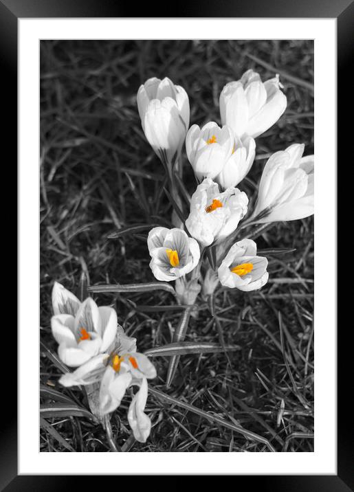 White crocuses Framed Mounted Print by Theo Spanellis