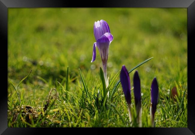 Purple crocus backlit Framed Print by Theo Spanellis