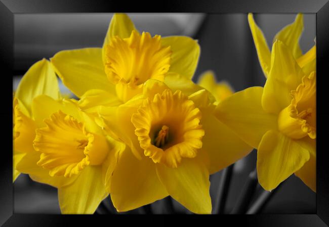 Yellow daffodil flowers Framed Print by Theo Spanellis