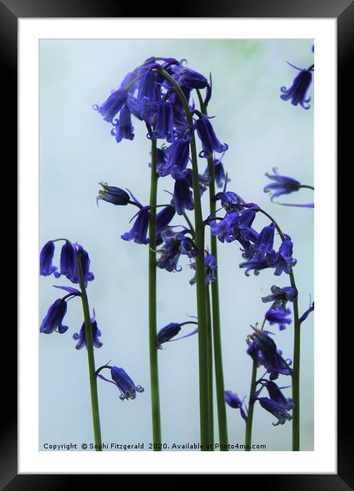 Smoky Bluebells Framed Mounted Print by Sophi Fitzgerald