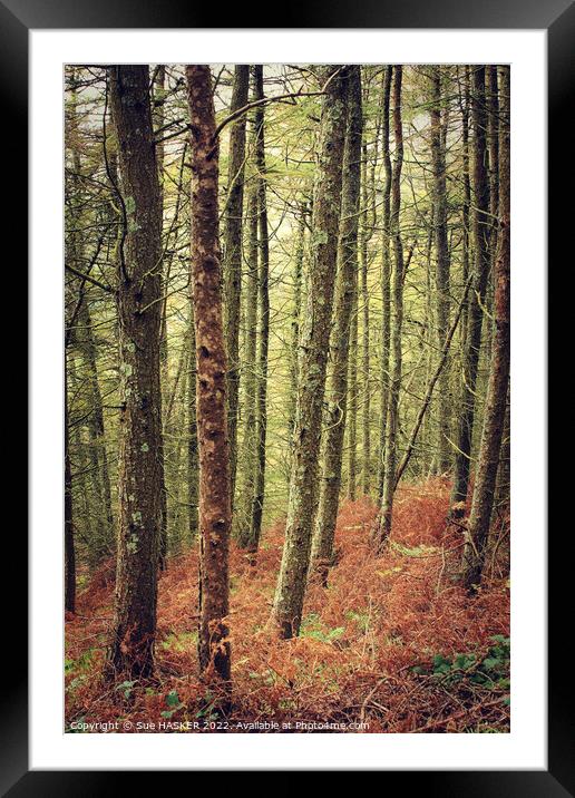 Tall trees and bracken Framed Mounted Print by Sue HASKER