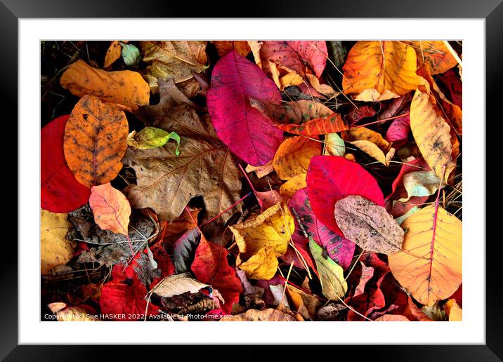 Plant leaves Framed Mounted Print by Sue HASKER