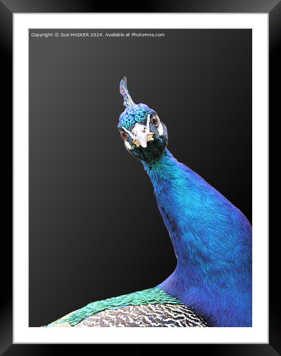 peacock Framed Mounted Print by Sue HASKER