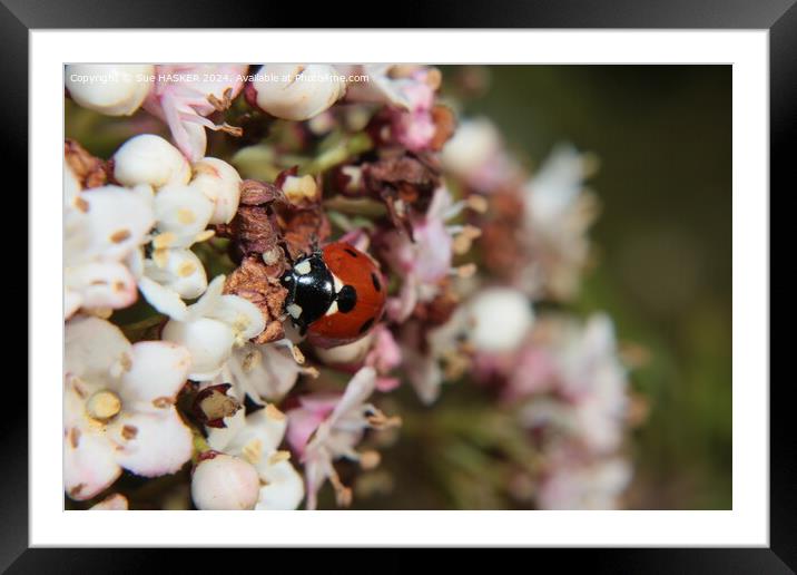Ladybird on Spring blossom Framed Mounted Print by Sue HASKER