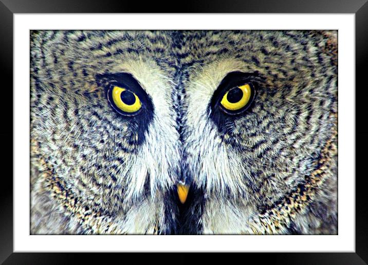 GREAT GREY OWL Framed Mounted Print by Sue HASKER