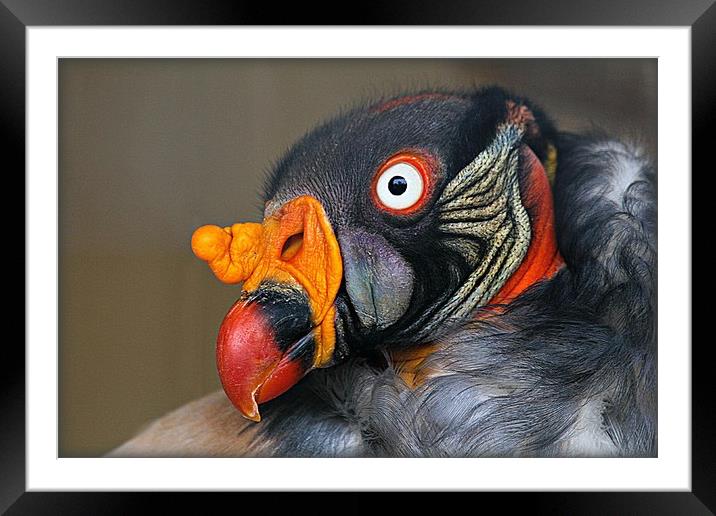 KING VULTURE Framed Mounted Print by Sue HASKER