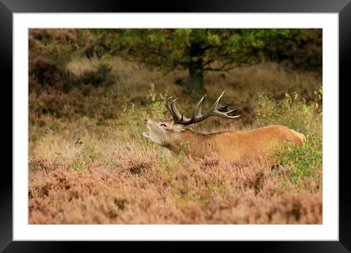 STAG ROARING AT REDSTART Framed Mounted Print by Sue HASKER