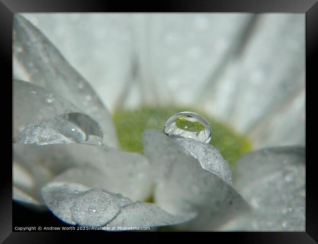 Flower water Framed Print by Andrew Worth