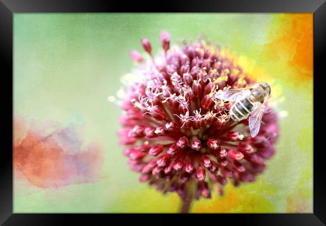 Bee on Clover Framed Print by DHWebb Art