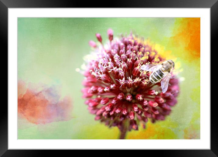 Bee on Clover Framed Mounted Print by DHWebb Art