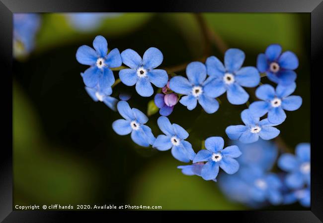 Forget me not Framed Print by Scotland's Scenery