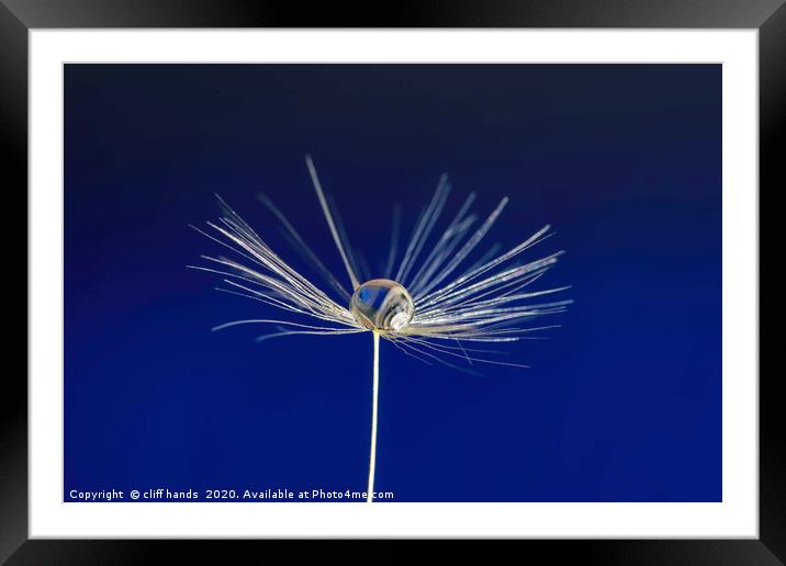 dandelion seed Framed Mounted Print by Scotland's Scenery