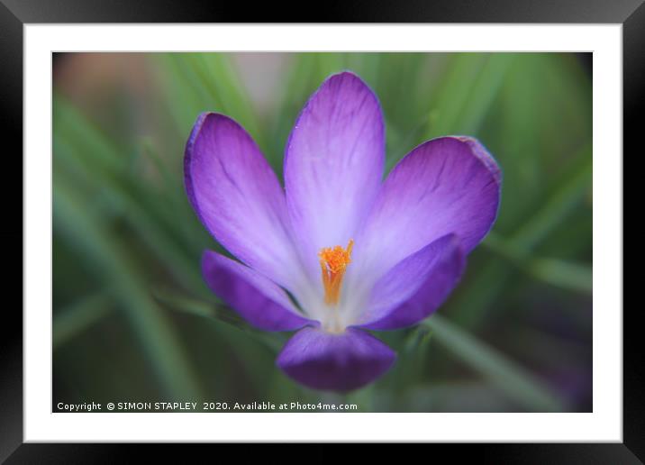 CROCUS Framed Mounted Print by SIMON STAPLEY