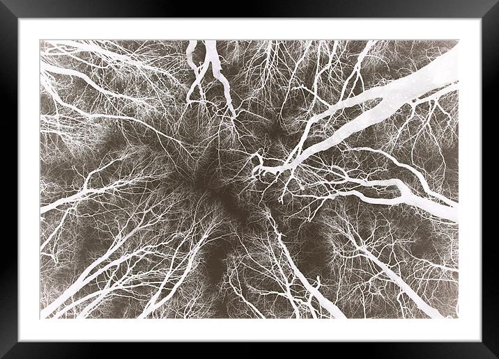 Root or Branch  Framed Mounted Print by Simon Griffiths